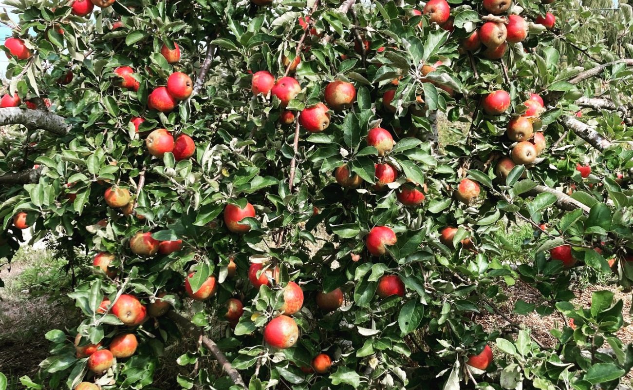 Photo by Honey Moon Mead _ Cider on September 12, 2023. May be an image of apple.